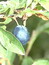 Prunus spinosa (Früchte), Schwarzdorn, Schlehe, Färbepflanze, Färberpflanze, Pflanzenfarben,  färben, Klostergarten Seligenstadt